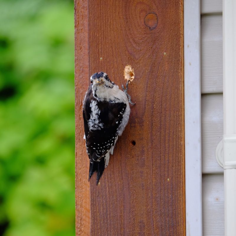 Woodpecker Damage Repair