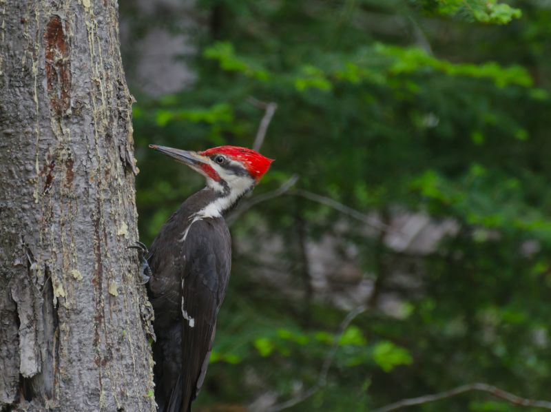 Woodpecker Damage Repair