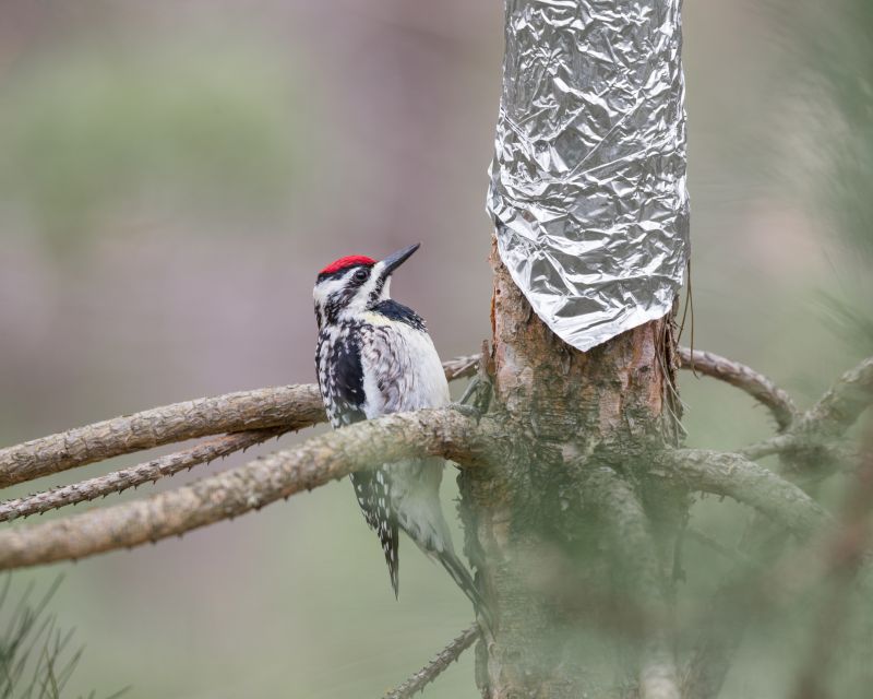 Cost of Woodpecker Damage Repair — Cost of Woodpecker Damage Repair
