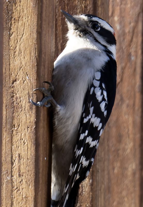 Cost of Woodpecker Damage Repair — Cost of Woodpecker Damage Repair