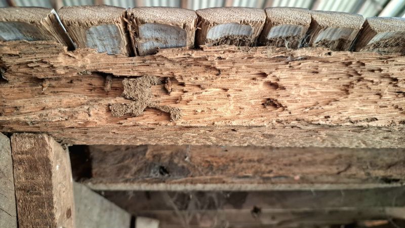Woodpecker Damage Repair